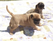 Gratis boerboel cachorros disponible
