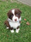 Gratis border collie cachorros listo
