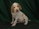 Gratis bracco italiano cachorros listo