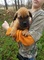 Gratis Bullmastiff Cachorro listo - Foto 1