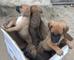 Gratis bullmastiff cachorros listo
