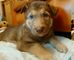 Gratis Cachorros malamute de alaska ojos azules - Foto 1