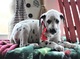 Gratis Dalmatian perritos listo - Foto 1