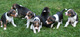 Gratis foxhound cachorros listo