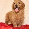 Gratis Goldendoodle Cachorros listo - Foto 1