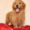 Gratis goldendoodle cachorros listo