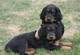 Gratis gordon setter cachorros disponible