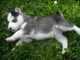 Gratis Husky siberiano Cachorros listo - Foto 1