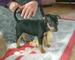 Gratis ingleses terrier juguete Cachorros listo - Foto 1