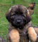 Gratis leonberger Cachorros disponible - Foto 1