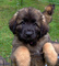 Gratis leonberger cachorros disponible