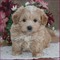 Gratis maltipoo Cachorros disponible - Foto 1