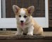 Gratis Pembroke del Corgi Galés Cachorros listo - Foto 1