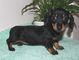 Gratis Pinscher miniatura Cachorros disponible - Foto 1