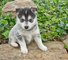 Gratis pomsky cachorros listo