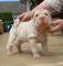 Gratis shar pei cachorros disponible