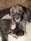 Gratis Wolfhound irlandés Cachorros listo - Foto 1