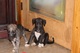 Gratis Wolfhound irlandés perritos listo - Foto 1
