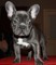 Hembra y un hombre encantador francés bulldogs - Foto 1