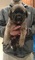 Hermoso cachorros Mastiff listo para su adopción - Foto 1