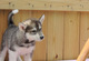 Huskies siberianos completo