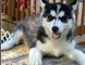 Husky siberiano cachorro macho