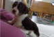 Ingles springer spaniel cachorros disponibles ahora para su adop