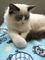 Inicio raised ragdoll kittens