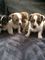 Jack russell x pug puppys