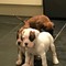 Kc registered boxer puppies para la venta