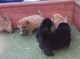 Kc registrado chow chow pups