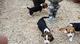 Kennel Club Registered Beagle Puppies - Foto 1