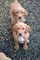 Labrador X Golden Retriever-Beagle cachorros. Preciosos cachorros - Foto 1