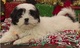 Lhasa apso cachorros disponibles ahora para su adopción