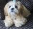 Lhasa apso cachorros en venta