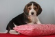 Lindos cachorros Beagle disponibles ahora - Foto 1