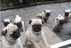 Lindos cachorros pug disponibles ahora para su adopción - Foto 1