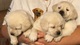 Litera de cachorros de Labrador Retriever disponibles - Foto 1