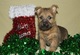 Los cachorros de Cairn Terrier ahora disponibles para la adopción - Foto 1
