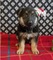 Mejores cachorros de Pastor Alemán ahora disponibles para adopció - Foto 1