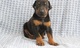 Oferta gratis Doberman pinscher cachorros listo - Foto 1