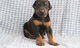 Oferta gratis doberman pinscher cachorros listo