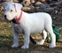 Oferta gratis Dogo Argentino cachorros listo - Foto 1