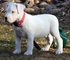 Oferta gratis dogo argentino cachorros listo