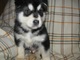 Ofrecimiento alaska malamute cachorros listo - Foto 1