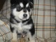 Ofrecimiento alaska malamute cachorros listo