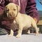 Ofrecimiento americano staffordshire Terrier cachorros listo - Foto 1