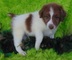 Ofrecimiento aussiedoodle cachorros listo