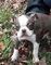 Ofrecimiento boston terrier cachorros listo