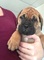 Ofrecimiento bullmastiff cachorros listo